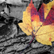 Illustration for article titled 76 Stunning Photos Of Fall Leaves